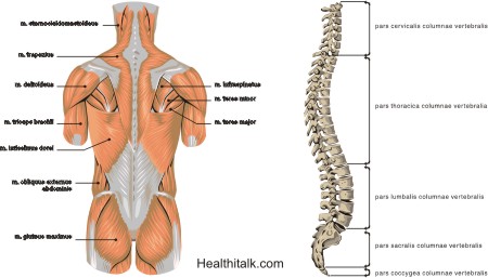 Neck Mucles